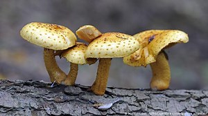 Fascinating fungi
