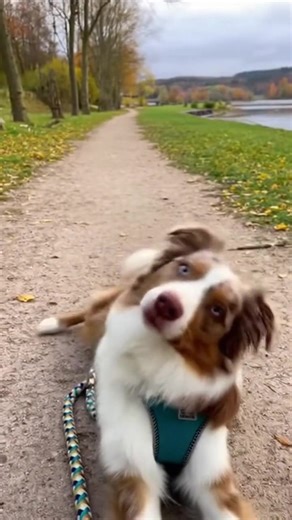 Hunde Video (18) | HasenChat