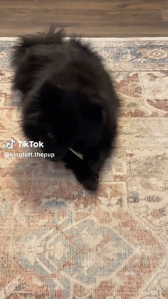 Exploring the Most Dangerous Creatures: Dogs vs. Wild Animals