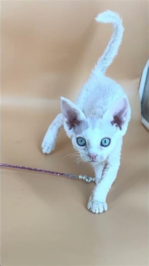 Arni Devon Rex White Male