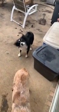 29K views · 327 reactions | Red and Cutter brought their new friend with them to the house  | Rumble | Facebook