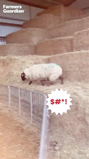 Spider Sheep, Spider Sheep - Sheep running riot on the farm!