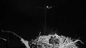 4.6K views · 290 reactions | Bore da Another intruder (unringed) in the middle of the night, but this time an osprey. Highly unusual. After Blue 284's appearance yesterday evening Telyn would have been on high alert – we think it was probably just Idris floating in. What do you think..? | Dyfi Osprey Project | Facebook