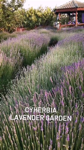 Cyherbia has never looked more dreamy 💜. Cyprus Lavender Festival June 10th - July 9th. Info and event schedule: http//cyherbia.com/lavender-festival/ . #cypruslavenderfestival #cyprus #cyherbia #lavenderfestival #lavender #avgorou | CyHerbia Botanical Park & Labyrinth