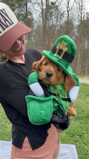 St Patrick's Day Bernedoodle