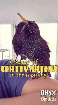 Morning Talks with BIG Bird Personalities! ⭐️ #talkingbird #starlings #birds