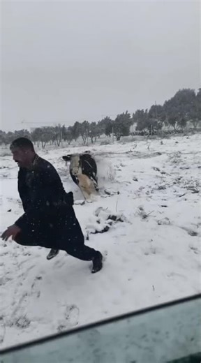 THE COW IS CHASING THE MAN.