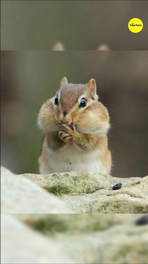 This Animal Stores Food in Its Cheeks #ytshorts #shorts