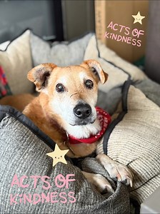 Dogs 4 Rescue on Reels