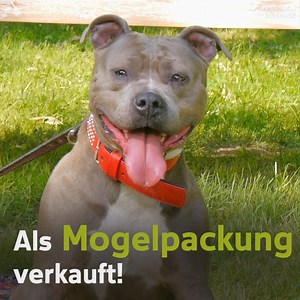 Blue hat nie behauptet, KEIN Listenhund zu sein! ☝ Aber seine Verkäufer haben das getan. Sie haben ihn als Weimaraner-Mix abgegeben. Als sich Blue dann offensichtlich zum Staff entwickelte, wollten die Besitzer ihn nicht mehr. 😢 ➡ NOAH Menschen für Tiere e.V. | Tiere suchen ein Zuhause