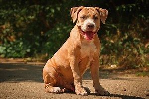 11 Reasons You Should Never Own A Pit Bull