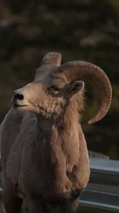 345K views · 5.3K reactions | Radium Hot Springs es conocida por sus borregos cimarrones , que migran en verano desde hábitats a gran altura para pasar el invierno en la zona. Recuerda conducir con precaución , mantenerte a una distancia prudencial y no los alimentes. Crédito: Turismo Radium Hot Springs | Super, Natural British Columbia | Facebook