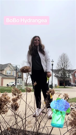 BoBo Hydrangeas: Pruning Tips for Spring Blooms