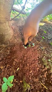 One massive cricket in deep hole is attacked by venom ants | Judy Larkins