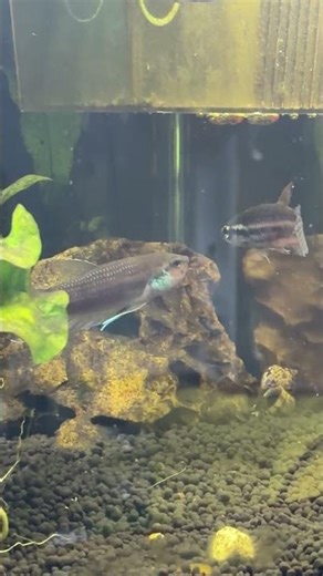 WILD BETTAS PUGAX MATING