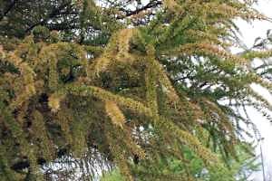 Insect pests are active on larch trees
