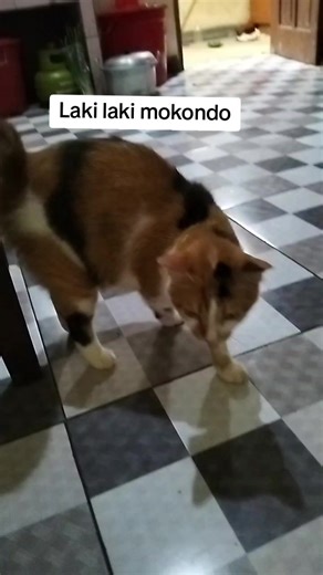 mbake (@mbake78)’s videos with suara asli - Muli Palembang - Muli Palembang🧿