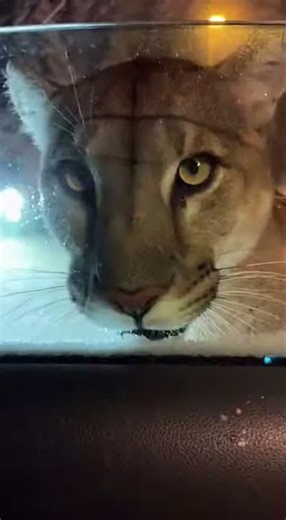 Tiny Kitten vs Giant Mountain Lion! Close Call Rescue! 🐱🦁 #cats #nature #winter #survival
