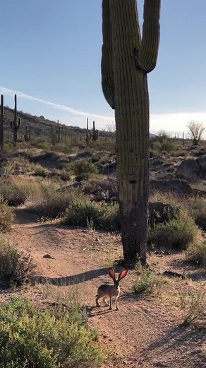 Jackrabbit this morning looking for breakfast 😍 #jackrabbit #arizona #sonorandesert #foryou #foryoupage #wildlife #hike #nature #arizonacheck