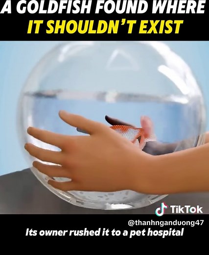 The Unexpected Discovery of a Goldfish in the Wild