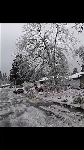 Thunderous crack! ice-heavy branch snaps and crashes down, happening all around us, very loud