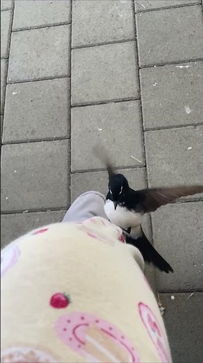 Willie Wagtail Bird Mistakes Fruit Prints on Pants for Food