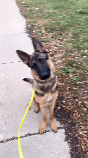 It’s starting to click for this young German Shephard Aries. #dog #dogtraining #germanshepherd #obedience #pet #boardandtraindogs #chicago | Leash Drop Canine LLC