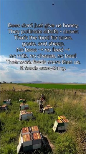 Bees Don’t Just Make Honey — They Feed the World