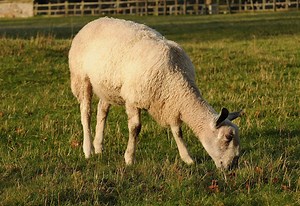 Seven sheep killed in dog attack