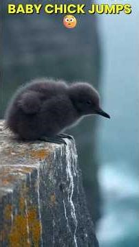 This Bird’s Baby Jumps Off a Cliff 😳 #birds
