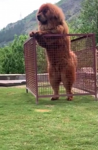 Tibetan Mastiff Dog Adventures: Paws and Playtime