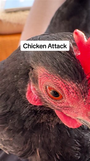 Unexpected Chicken Cuddle Attack