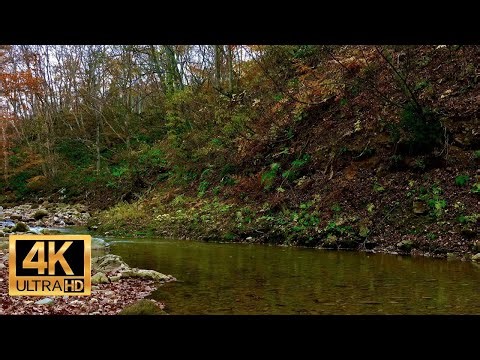 4K【自然環境音：ASMR】美しい秋の渓谷- Nature Sounds 【日本の美】｜バイノーラル録音による究極の臨場感【# 115】