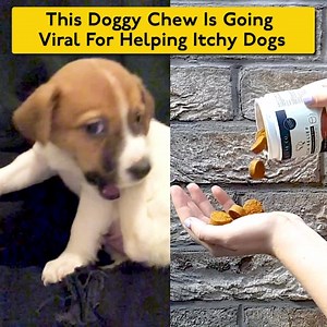 The incredibly easy way to help support your dog's skin health! Learn more below 💛 | PetLab Co.