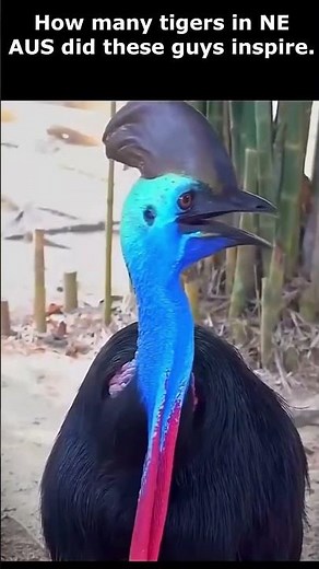Aussie Tiger #cassowary #cryptid