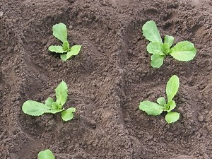 Le repiquage des salades
