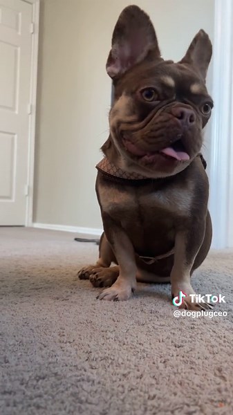 The Dog Plug llc (@dogplugceo)’s videos with original sound - The Dog Plug llc