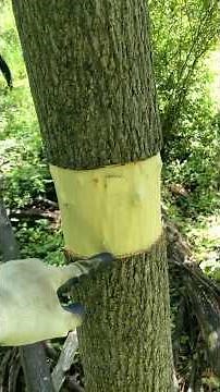 Girdling Invasive Trees in a Local Forest!