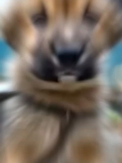 Puppy Can't Afford School, Friends Mock Him