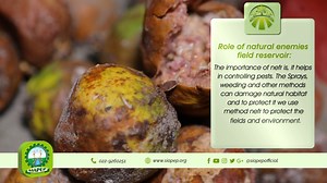 Role of natural enemies field reservoir. https://youtu.be/w6WCP5ynssA #SIAPEP | Siapepofficial