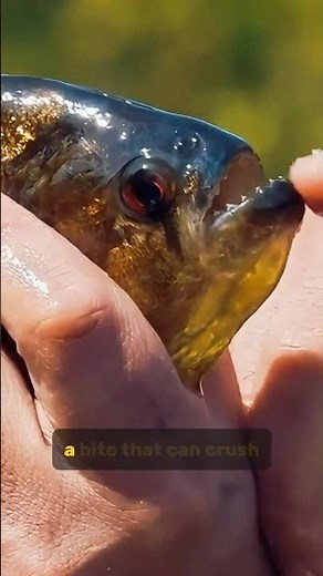 Piranha: The Truth About Nature’s Bloodthirsty Fish!