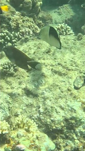 This Clown Coris Has a Strange Patch — Here’s Why 🐠👀🌊