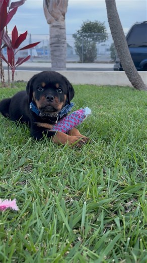Rottweiler puppy for sale