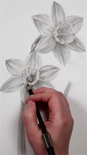 Let's Draw... Some Daffodils #graphite #drawing #graphitedrawing #daffodil #botanical