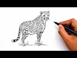 How to Draw a Cheetah Step by Step | Easy Cheetah Drawing Tutorial