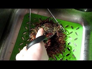 How to open a sea urchin for uni sashimi 開海膽