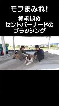 換毛期のセントバーナードをブラッシングしてモフまみれ