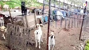 This Lebanese farmer rescued a dog 15 years ago. Now he runs a shelter home where he looks after 350 dogs | Reuters
