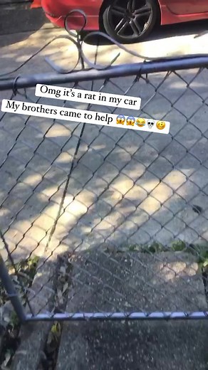 1.1K views · 20 comments | It’s a rat in my car my brothers came to help .. lord they don’t know what to do #rat #ratinmycar #help #reelsviral | Let’s Talk | Facebook