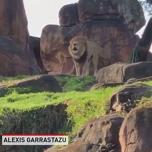 152K views · 112 reactions | Sound up to hear this lion at Disney's Animal Kingdon roar. | The National Desk - TND | Facebook